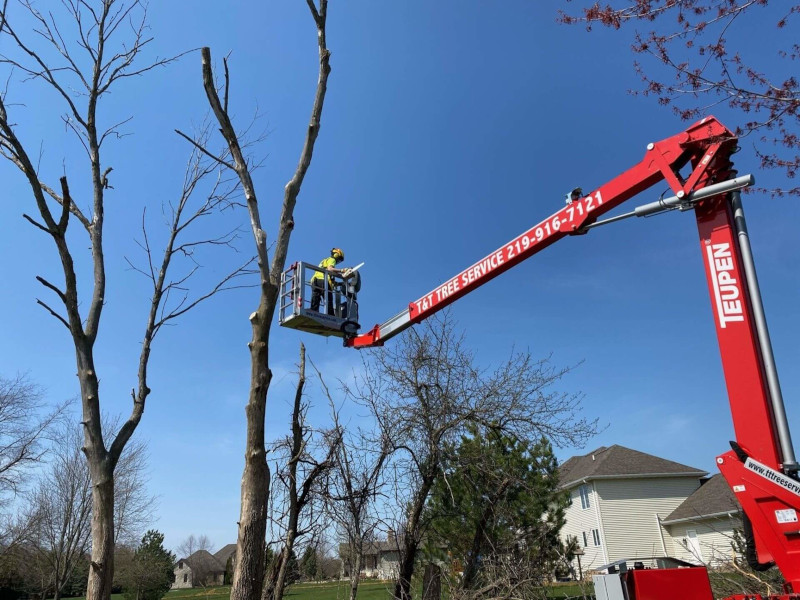 tree removal in hobart