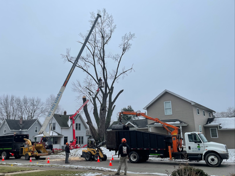 tree removal in winfield