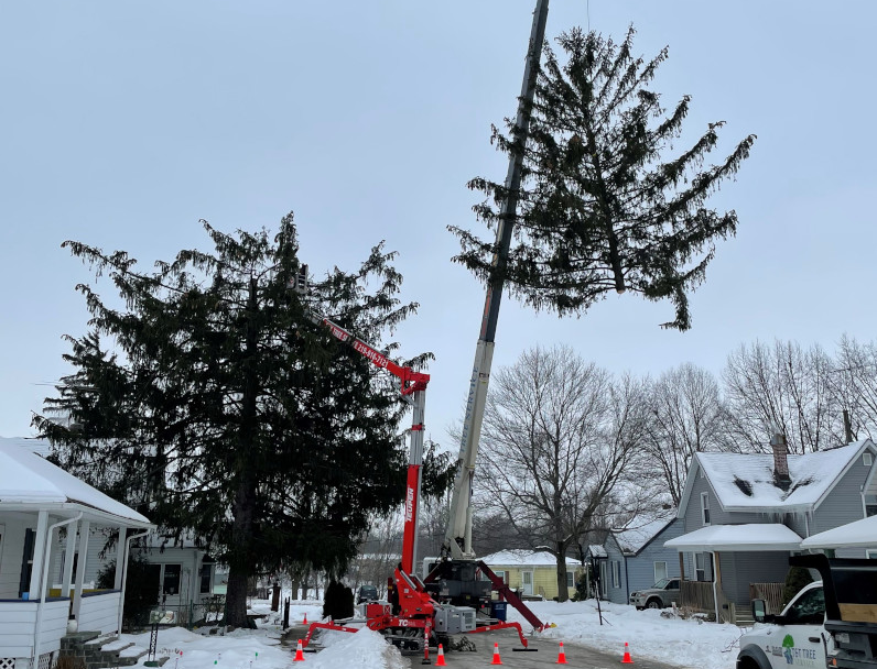 why is tree removal so expensive, tree removal cost
