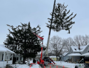 winter tree removal; tree removal in the winter