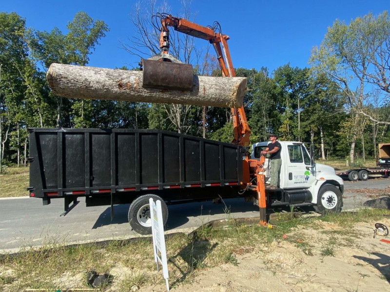 what to ask when hiring a tree removal service, tree care